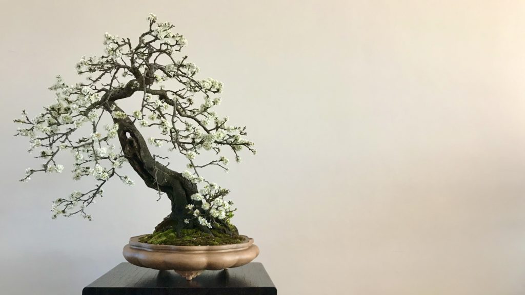 TAKUMI lifestyle | Il bonsai al tempo del covid19