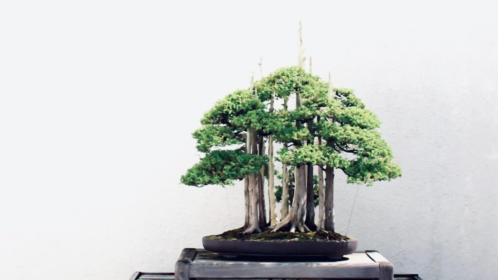 TAKUMI lifestyle | John Naka Goshin bonsai