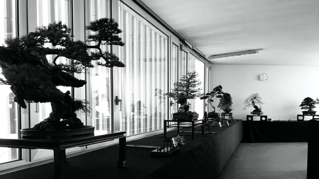 TAKUMI lifestyle - Il bonsai ai tempi del Covid-19 - parte II