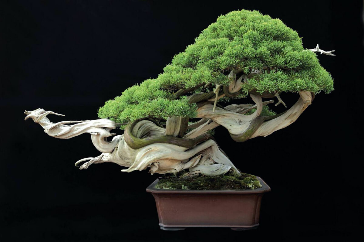 TAKUMI lifestyle - Il bonsai tra arte ed estetica - Il dragone danzante - Kimura