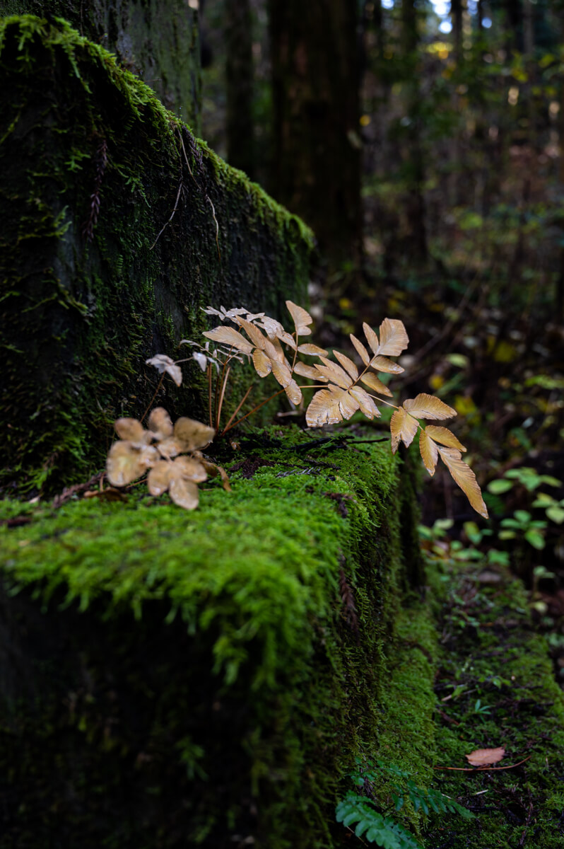 TAKUMI lifestyle - Antonio Ricchiari - Sulla naturalezza © Samuel Berner