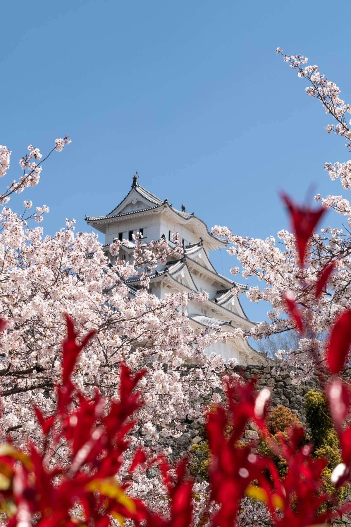 TAKUMI lifestyle - Hanami © Sebastian Sammer 2