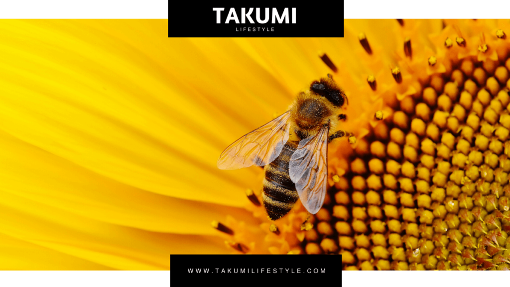 TAKUMI lifestyle - Il magico mondo delle api - cover