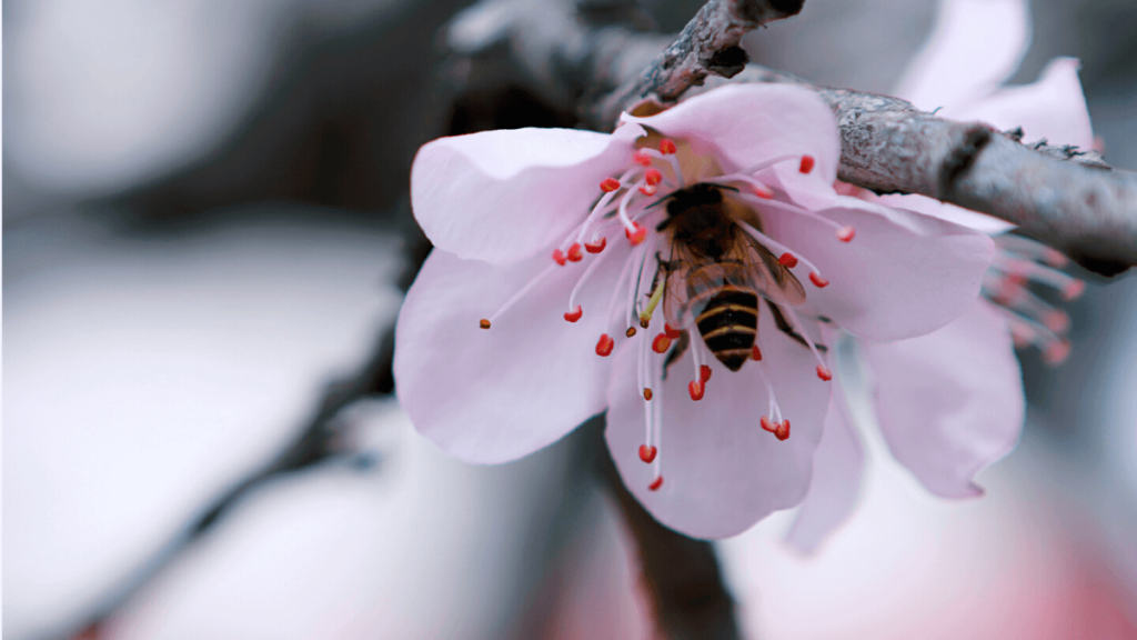 TAKUMI lifestyle - Giorgio Casazza e il magico mondo delle api