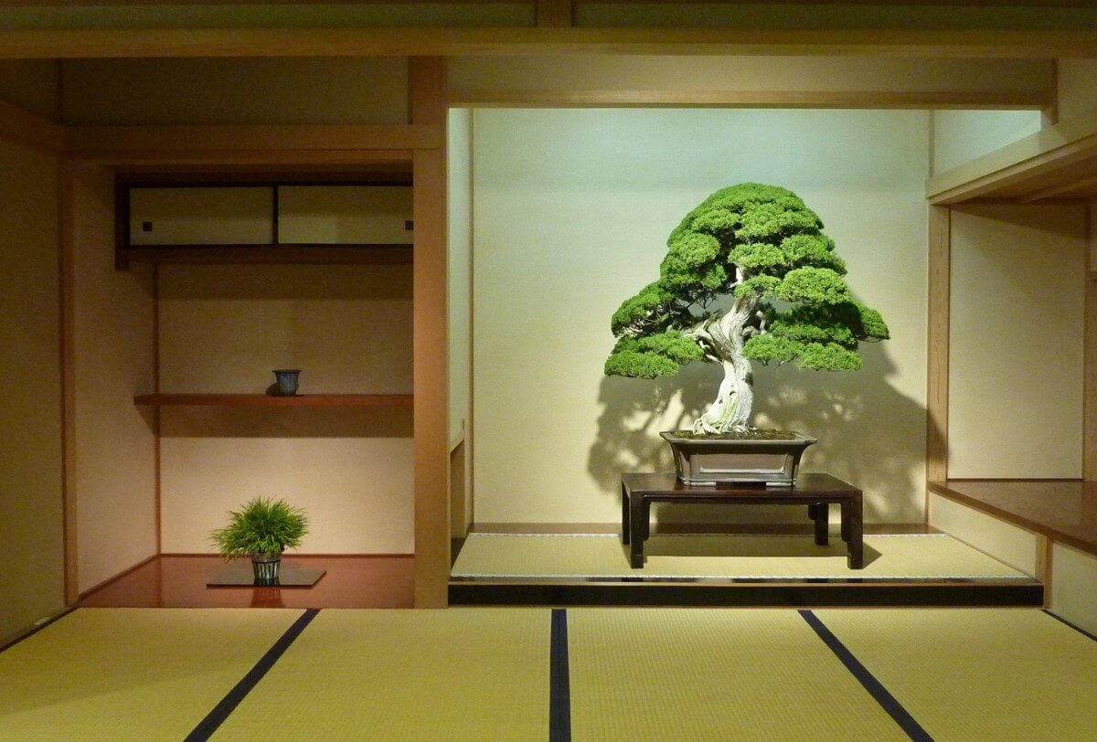 TAKUMI lifestyle - L'arte nel bonsai - 01 - Antonio Ricchiari