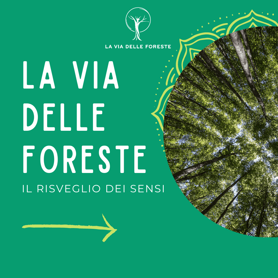 TAKUMI lifestyle - la via delle foreste