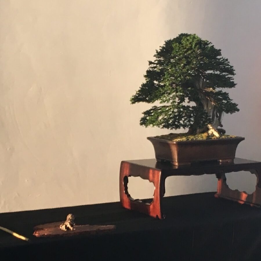 TAKUMI lifestyle - Emilio Capozza - Tasso bonsai