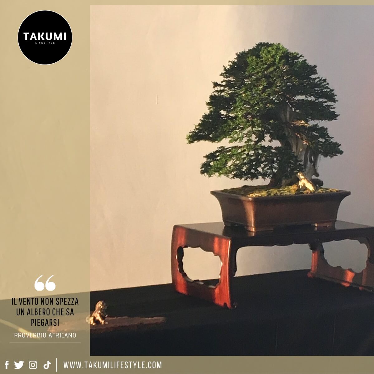 TAKUMI lifestyle quote #48 - Tasso bonsai - Emilio Capozza
