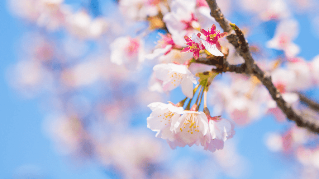 TAKUMI - Sakura - impermanenza fatta fiore