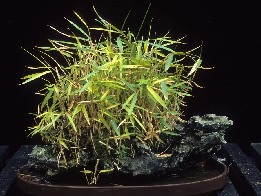 TAKUMI lifestyle - Antonio Ricchiari - Bonsai, lo stato dell'arte (2)