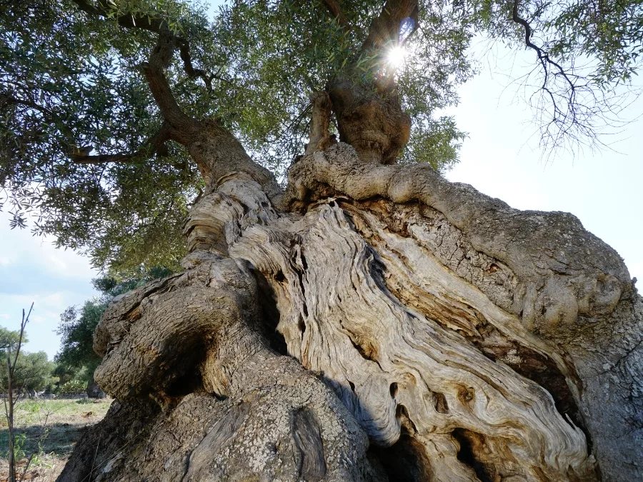 TAKUMI lifestyle - Antonio Ricchiari - Bonsai, lo stato dell'arte