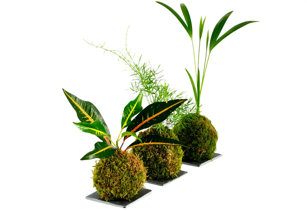 TAKUMI NATURE essence - 10
