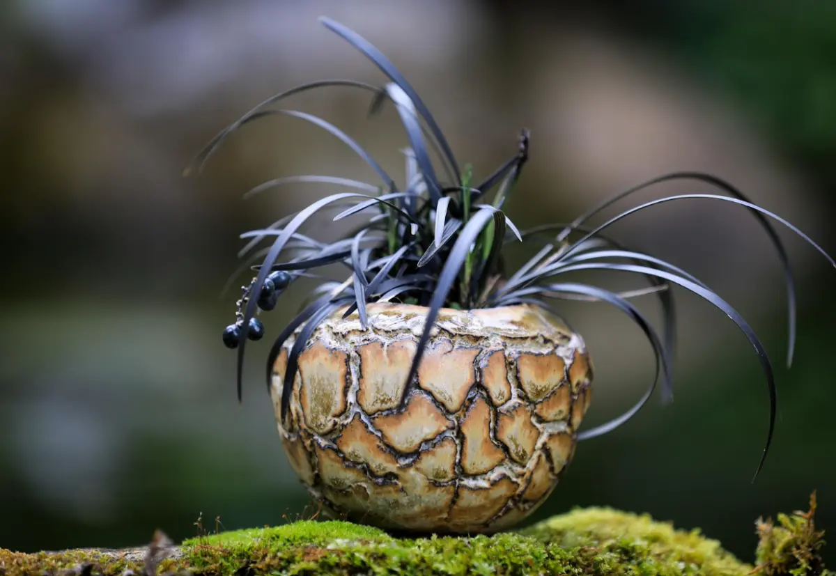 TAKUMI NATURE essence - 11