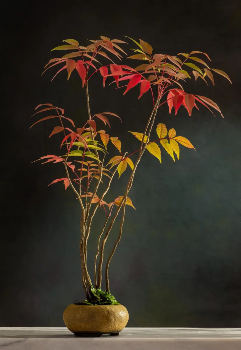 TAKUMI NATURE essence - 2