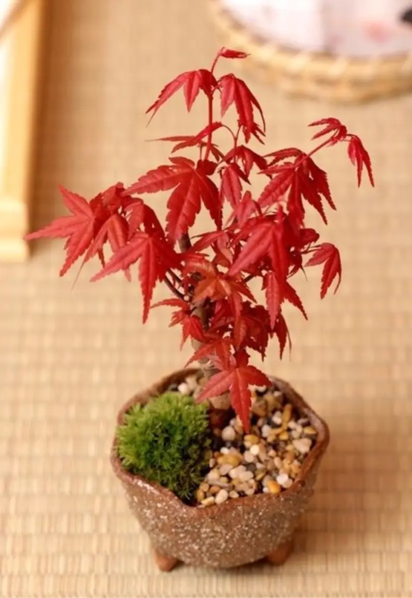 TAKUMI NATURE essence - 3