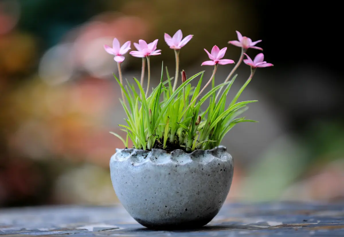 TAKUMI NATURE essence - 8