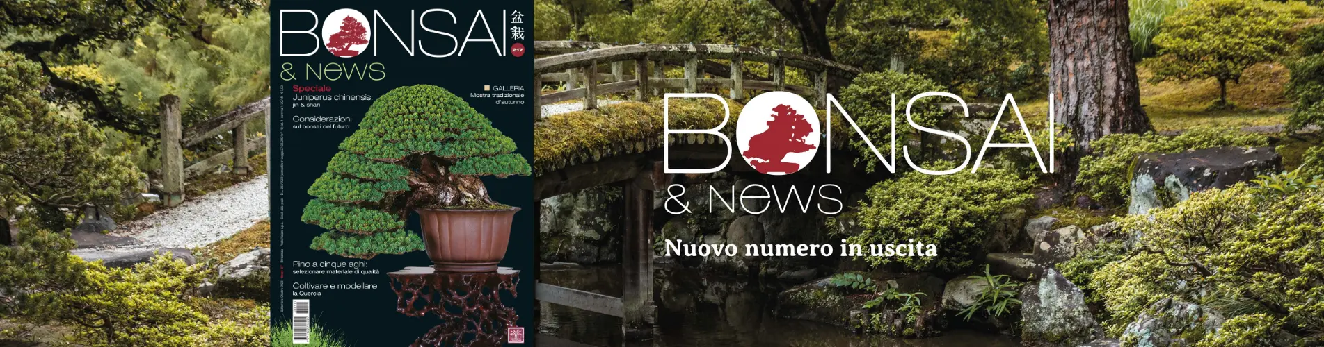 BONSAI and news 217
